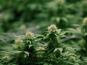 Growing flowers of cannabis intended for the medical marijuana market are shown at OrganiGram in Moncton, N.B.