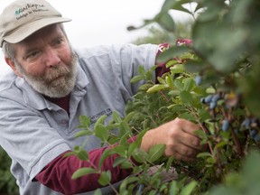 Dr. Bob Bors, the head of the fruit program at the University of Saskatchewan looks for a few remaining haskaps left on the branches. The fruit is typically an early summer harvest.