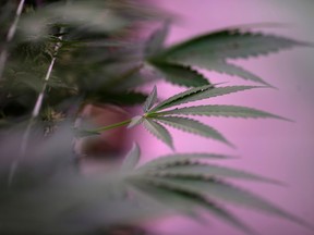 Marijuana plants are seen at Aphria Inc. in Leamington, Ont.