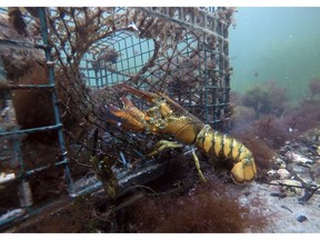 FILE - In this Sept. 8, 2018 photo, a lobster walks into a lobster trap on the floor of the Atlantic Ocean off Biddeford, Maine. Preliminary data from the federal government shows U.S. lobster exports to China held steady during the year despite tariffs imposed during trade hostilities between the two countries. China is one of the biggest buyers of American lobster, which is hauled to the shore mostly in the New England states and Canada.