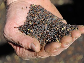Canola seed from Alberta. A Canadian exporter said canola seed that requires crushing in China into vegetable oil and meal to feed pigs and fish has faced additional inspections and tests in Chinese ports.