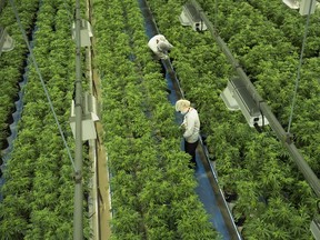 Canopy Growth Corporation’s marijuana grow room in Smiths Falls, Ont.
