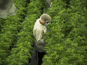 Staff work in a marijuana grow room that can be viewed by at the new visitors centre at Canopy Growths Tweed facility in Smiths Falls, Ont.