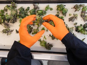 Canopy Growth workers trim marijuana plants in the Tweed facility in Smiths Falls, Ont.