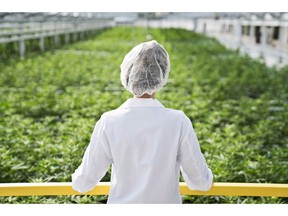 An Aphria worker look out over a crop of marijuana in this undated handout image.