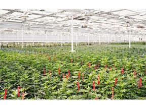 Marijuana plants are shown in this undated handout image provided by Aphria.