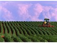 A farmer works a potato field in North Tryon, P.E.I. in this file photo. The Conference Board predicts growth for all four Atlantic provinces, especially Prince Edward Island.