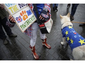 Alba, a white German Shepherd dog, wearing a European flag stands with supporters of Britain remaining in the European Union as they protest opposite the Houses of Parliament in London, Monday, Feb. 4, 2019. Prime Minister Theresa May was gathering pro-Brexit and pro-EU Conservative lawmakers into an "alternative arrangements working group" seeking to break Britain's Brexit deadlock.