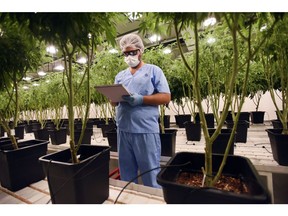 An employee of Fotmer SA, an enterprise that produces cannabis for medical use, writes down observations, inside a greenhouse in Montevideo, Uruguay, Tuesday, Jan. 29, 2019. Almost six years after Uruguay grabbed international attention by becoming the first country in the world to legalize marijuana market, the small South American country is now looking to become a global leader in the sale of medicinal cannabis.