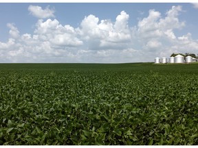 FILE-  In this July 31, 2018, file photo soybeans grow in a field near Murray, Neb. Soybeans, which account for less than 1 percent of U.S. exports, are upstaging weightier issues as the Trump administration tackles trade disputes with China and other countries.