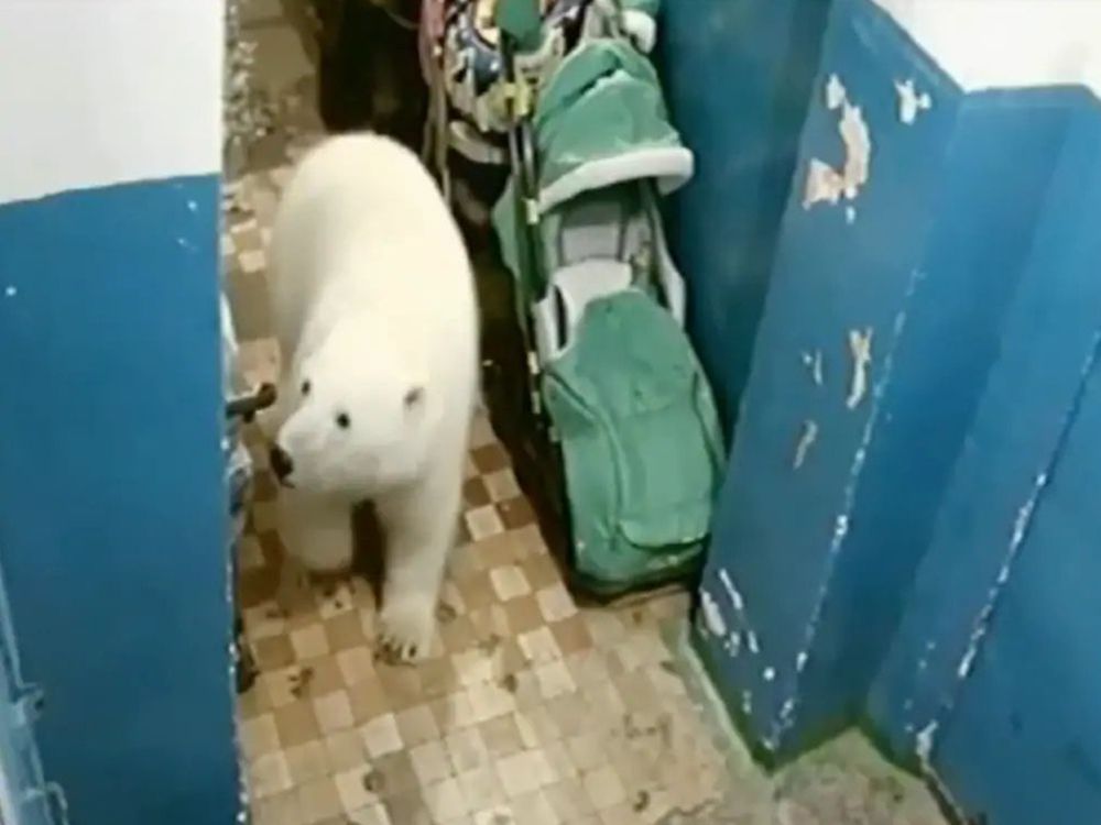 Calgary Zoo's new polar bears arrive from Winnipeg