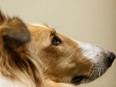 Expenses related to service animals specially trained to perform specific tasks for a patient with a severe mental impairment in order to assist them in coping with their impairment can now be claimed.