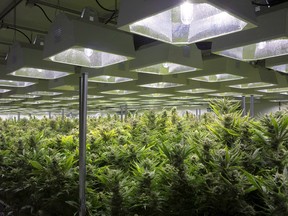 A grow room at an Up Cannabis greenhouse in Brantford, Ont.