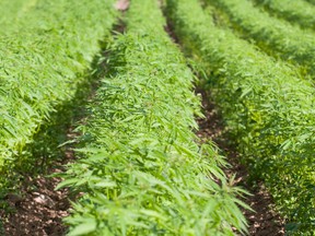 The recently passed U.S. Farm Bill has created a bigger market for hemp-derived products, and Liberty Health Sciences is poised to take advantage.