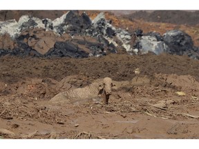 A cow sits stuck in a field inundated with mud two after after a dam collapsed in Brumadinho, Brazil, Sunday, Jan. 27, 2019. The collapse on Friday led to an avalanche of mud. Authorities have recovered 99 bodies.