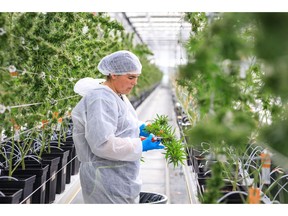Tilray's EU campus in Portugal successfully harvests medical cannabis
