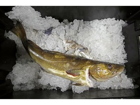 FILE- In this Oct. 29, 2015, file photo, a cod to be auctioned sits on ice at the Portland Fish Exchange, in Portland, Maine. The state's cod fishery, once one of the most lucrative in the Northeast, has declined to the point that it had its least valuable year in more than a half century in 2018.