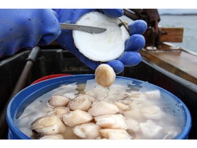 FILE - In this Saturday, Dec. 17, 2011, file photo, scallop meat is shucked at sea off Harpswell, Maine. The state's scallop harvest declined by about a third in 2018, marking the first time in several years that the valuable fishery has taken a step back.