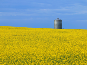 A canola farm in Alberta. Canadian farmers seeded 22 million acres of canola in 2018 and produced more than 20 million tonnes of the crop.