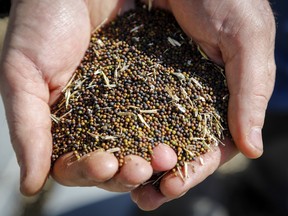 Canola grower David Reid checks on his storage bins full of last year's crop of canola seed on his farm near Cremona, Alta., on March 22, 2019.