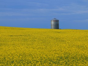 Amid this uncertainty, canola remains a commodity shrouded in optimism in Canada.