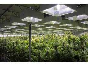 A general view of cannabis plants are shown in a grow room at Up Cannabis Inc., Newstrike Resources' marijuana greenhouses, in Brantford, Ont., on January 16, 2018. The cannabis company backed by members of the Tragically Hip band has agreed to a friendly takeover by Quebec-based HEXO Corp. in an all-share transaction valued at $263 million. The transaction is unanimously supported by the directors of both companies but requires approval by Newstrike shareholders.