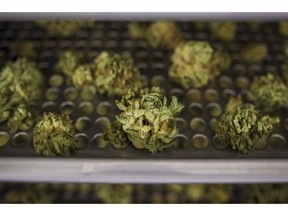 Cannabis buds lay along a drying rack at the CannTrust Niagara Greenhouse Facility in Fenwick, Ont., on June 26, 2018.