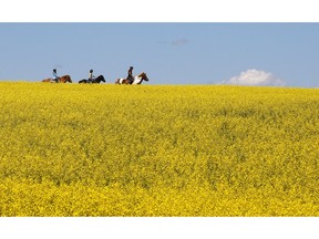 A woman and two young girls ride horses through a canola field near Cremona, Alta., Tuesday, July 16, 2013.