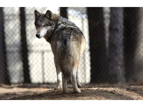 In this April 11, 2018 file photo, a gray wolf stands at the Osborne Nature Wildlife Center south of Elkader, Iowa. U.S. wildlife officials plan to lift protections for gray wolves across the Lower 48 states, re-igniting the legal battle over a predator that's run into conflicts with farmers and ranchers after rebounding in some regions, an official told The Associated Press.