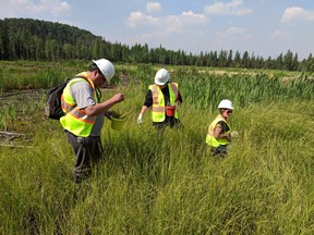 Community members and staff from NAIT's Centre for Boreal Research search the area around Conklin for seed samples from native plants.