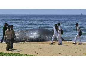 FILE - In this Nov. 6, 2007, file photo, people walk past the dead body of a whale in Colombo, Sri Lanka. In Sri Lanka, an unusual alliance has been forged: conservationists and shipping companies have aligned in a bid to move one of the world's busiest shipping lanes, to save the blue whales often spotted feeding there.