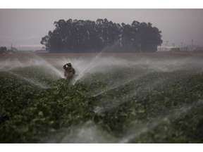 FILE- In this Sept. 4, 2018, file photo, sprinklers run as a farmworker walks through a broccoli field in Salinas, Calif. On Wednesday, March 13, 2019, the Labor Department reports on U.S. producer price inflation in February.