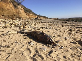 This photo taken on Feb.13, 2019 and provided by the Observatoire Pelagis shows a dead dolphin on a shore of Jard sur Mer on the Atlantic coast, western France. France has been shaken into action after a record number of dead dolphins have washed up on the country's Atlantic coast this year, many clearly victims of industrial fishing.