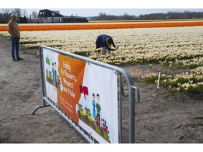 A tourist takes pictures as a new sign asking tourists to stay out of the flower bulb fields is seen in the foreground in Noordwijkerhout, near Lisse, Netherlands, Wednesday, March 27, 2019. Dutch farmers have a message for tourists: Please don't tiptoe through out tulips, saying the visitors are welcome but increasingly are walking into fields, damaging flowers and the bulbs. Bulb fields close to the Dutch North Sea coast are a major tourist drawcard each spring as tulips, daffodils, hyacinths and other flowers bloom and turn the region into a patchwork of vibrant colors that provide the backdrop for many a holiday snap or Instagram post.