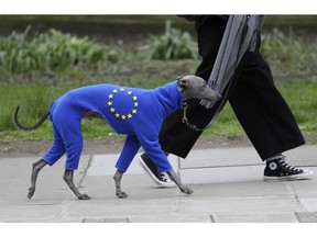 A demonstrator leads a dog wearing a suit in the EU colors during a Peoples Vote anti-Brexit march in London, Saturday, March 23, 2019. The march, organized by the People's Vote campaign is calling for a final vote on any proposed Brexit deal. This week the EU has granted Britain's Prime Minister Theresa May a delay to the Brexit process.