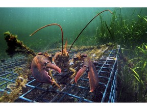 FILE - In this Sept. 5, 2018 file photo, a lobster walks over the top of a lobster trap off the coast of Biddeford, Maine. Interstate fishing regulators are grappling in April 2019 with new restrictions on lobster fishing, which faces new limitations designed to protect whales.