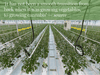 Thousands of young cannabis plants, 5 to 6 weeks old, in a greenhouse at Canopy’s Aldergrove facility. A typical harvest cycle, from seed to flower, takes 12 to 14 weeks.