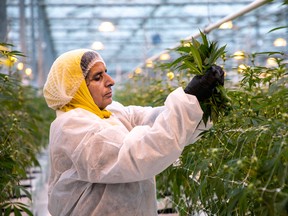A worker at Canopy Growth  in Aldergrove, B.C.