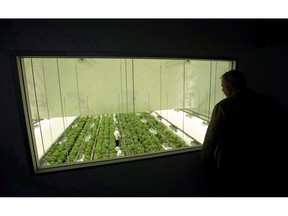 Staff work in a marijuana grow room that can be viewed by at the new visitors centre at Canopy Growth's Tweed facility in Smiths Falls, Ont. on Thursday, Aug. 23, 2018. Canopy Rivers Inc., the venture capital arm of cannabis company Canopy Growth Corp., has acquired an 18.4 per cent stake in High Beauty Inc. for US$2.5 million.