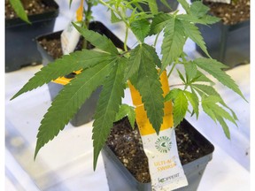 Cannabis seedlings are seen at the new Aurora Cannabis facility, Friday, November 24, 2017 in Montreal. Aurora Cannabis Inc. says it has signed a deal to acquire the remaining stake in Hempco Food and Fiber Inc. that it does not already own.