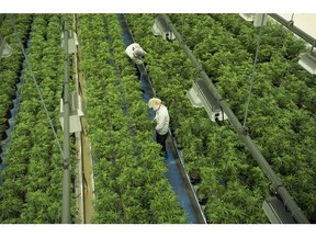 Staff work in a marijuana grow room tat Canopy Growth's Tweed facility in Smiths Falls, Ont. on Thursday, Aug. 23, 2018. Canopy Growth Corp. has signed an agreement to buy U.S. company Acreage Holdings Inc. in deal valued at US$3.4 billion if cannabis becomes federally legal in the United States.