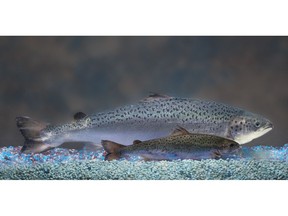 This handout photo provided by AquaBounty Technologies shows two same-aged salmon, a genetically modified salmon, rear, and a non-genetically modified salmon, foreground. As trangenic salmon raised in Prince Edward Island are poised for the leap to Canadian grocery shelves, traditional producers are pondering how to set their farmed fish apart. THE CANADIAN PRESS/HO-AquaBounty Technologies MANDATORY CREDIT