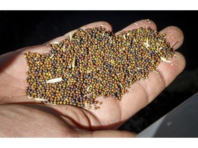 Canola grower David Reid checks on his storage bins full of last year's crop of canola seed on his farm near Cremona, Alta., on March 22, 2019. The Canola Council of Canada is calling on the federal government to "consider all available options" amid a seed trade dispute with China that's suspended shipments from two exporters.