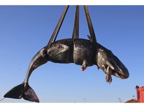 In this photo taken on Friday, March 29, 2019 and provided by SEAME Sardinia Onlus, a whale is lifted up onto a truck after being recovered off Sardinia island, Italy. The World Wildlife Foundation is sounding the alarm over plastics in the Mediterranean Sea after an 8-meter-long sperm whale was found dead off Sardinia with 22 kilograms (48.5 pounds) of plastic found in its belly. The environmental organization said Monday that the garbage recovered in the sperm whale's stomach included a corrugated tube for electrical works, plastic plates, shopping bags, tangled fishing lines and a washing detergent package with the brand and bar code still legible. The female whale beached off the northern coast of Sardinia last week. (SEAME Sardinia Onlus via AP)