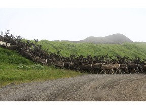 This undated photo shows reindeer traveling on Saint George Island near the village of Saint George, Alaska. A minister on another Alaska island is leading an effort to help the impoverished Native village create a new economy with the plentiful supply of reindeer that roam its island home.