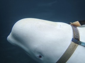A beluga whale seen as it swims next to a fishing boat before Norwegian fishermen removed the tight harness, swimming off the northern Norwegian coast Friday, April 26, 2019.  The harness strap which features a mount for an action camera, says "Equipment St. Petersburg" which has prompted speculation that the animal may have escaped from a Russian military facility.