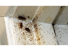 In this Feb. 20, 2019 photo, roaches line the door jam of Destiny Johnson's apartment in Cedarhurst Homes, a federally subsidized, low-income apartment complex in Natchez, Miss. The complex received at least three failing inspection scores in recent years. Upset with conditions, Johnson moved out in late March.