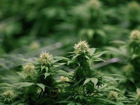 Cannabis plants at OrganiGram in Moncton, N.B.