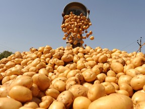 A farm hand unloads harvested potatoes on a farm in India. India stands third in the production of potatoes in the world.