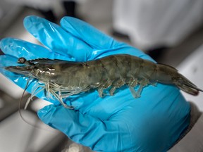 A harvested shrimp at Planet Shrimp in Aylmer, Ont.